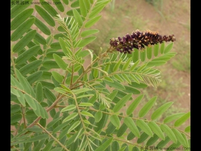 紫穗槐什么時候發(fā)芽