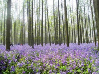 二月蘭的花語(yǔ)和傳說故事