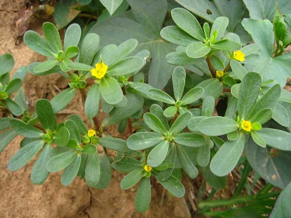 馬齒莧種子發(fā)芽出苗開花圖片