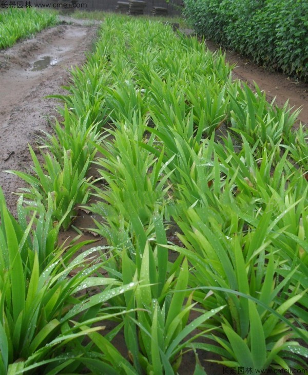 藍(lán)花鳶尾種子發(fā)芽出苗開(kāi)花圖片