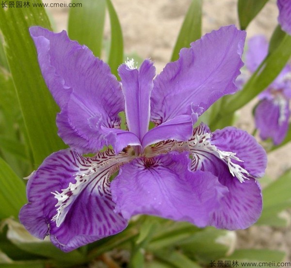 藍(lán)花鳶尾種子發(fā)芽出苗開(kāi)花圖片