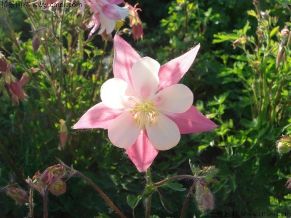 小花耬斗菜種子發(fā)芽出苗開(kāi)花圖片