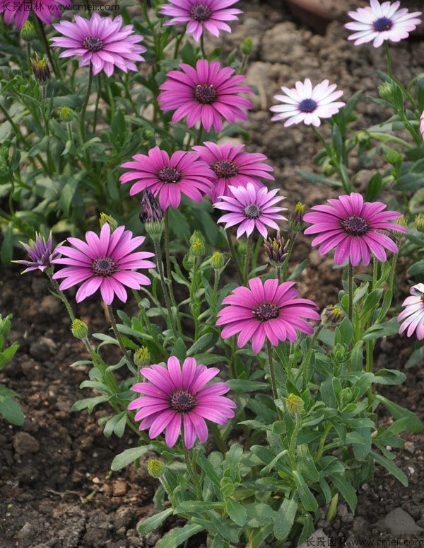 非洲菊種子發(fā)芽出苗開(kāi)花圖片