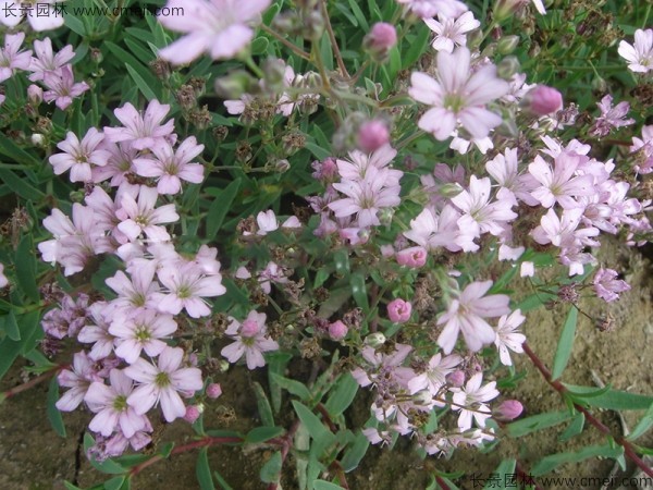 滿天星植物開(kāi)花圖片