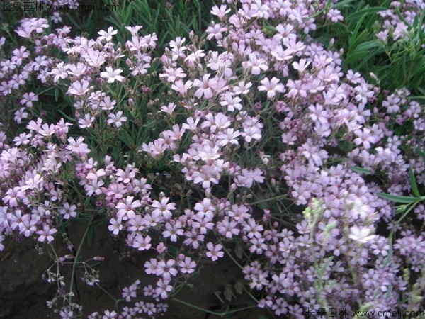 滿天星植物開(kāi)花圖片