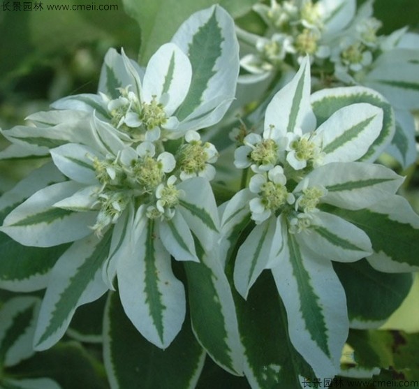 銀邊翠種子發(fā)芽出苗圖片