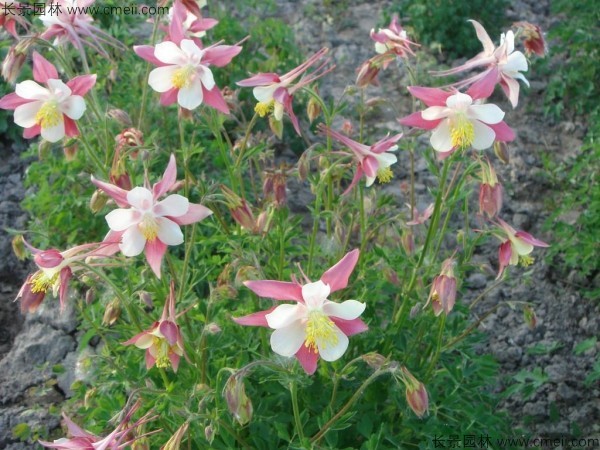 耬斗菜種子發(fā)芽出苗開(kāi)花圖片