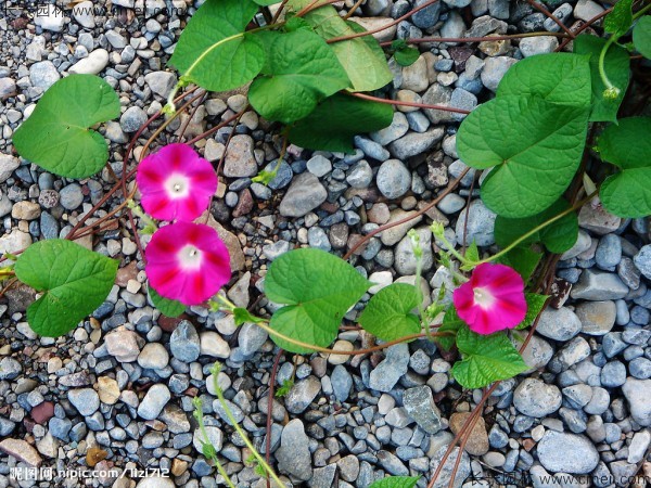 牽?；ǚN子發(fā)芽出苗開(kāi)花圖片