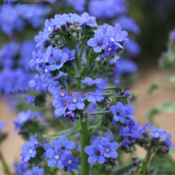 南非牛舌草種子發(fā)芽出苗開(kāi)花圖片