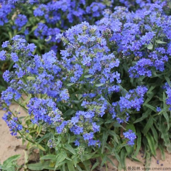 南非牛舌草種子發(fā)芽出苗開(kāi)花圖片