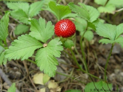 蛇莓種子幾天發(fā)芽？