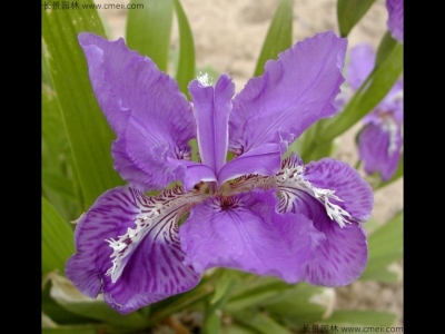 藍(lán)花鳶尾幾月份開花