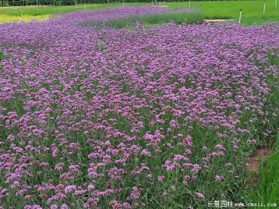 闊葉馬鞭草一畝地需要播種多少種子？