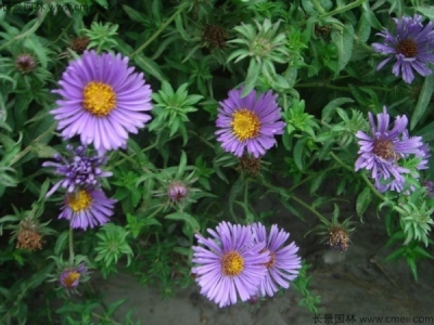 除蟲菊種子多久發(fā)芽