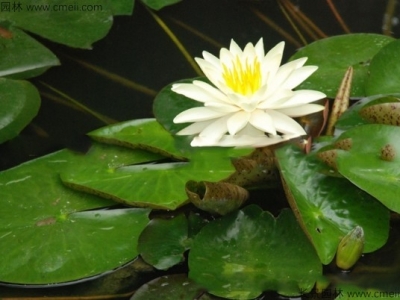  睡蓮種子幾天發(fā)芽