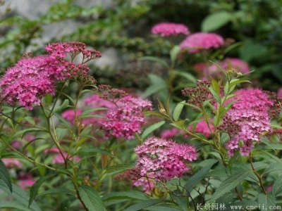 繡線(xiàn)菊的花期時(shí)間在幾月份？