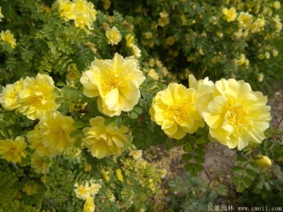 黃刺玫在種植后多久開(kāi)花？