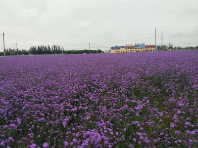 柳葉馬鞭草如何養(yǎng)護才能開花更好？