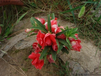 長春花的花期在幾月份