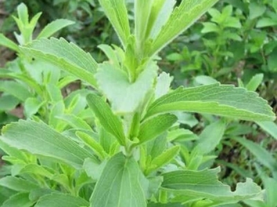 甜葉菊的花期在幾月