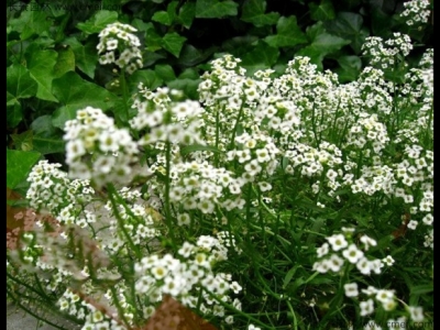 香雪球如何養(yǎng)護才能開花更好？