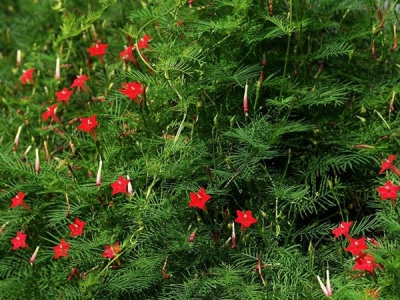 蔦蘿的花期時間在幾月？