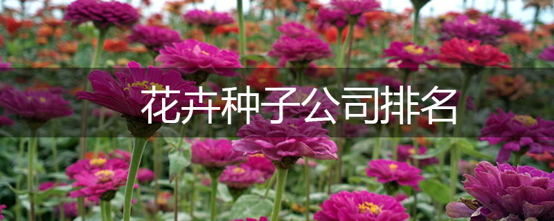 花卉種子公司排名