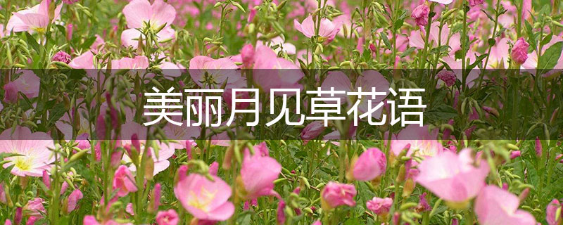 美麗月見草花語