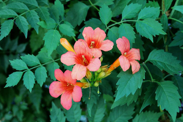 炮仗花就是凌霄花嗎？