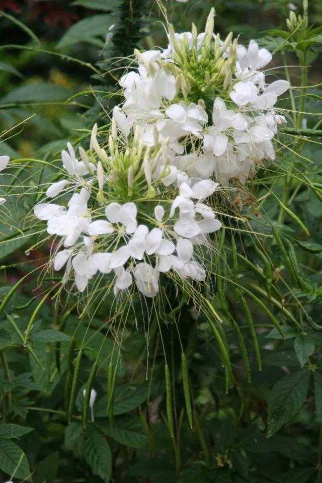 醉蝶花有毒嗎