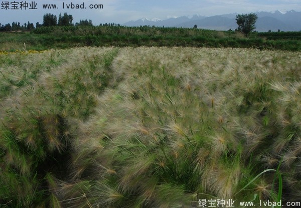 狗尾草開(kāi)花嗎