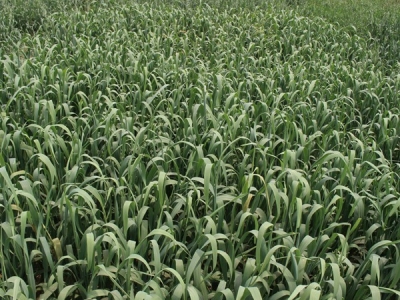 燕麥草種植技術(shù)