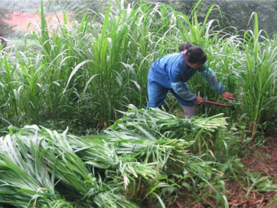 皇竹草能喂魚嗎？