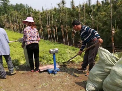 佛甲草能長(zhǎng)多高