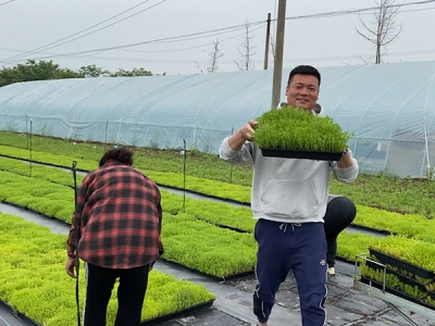 佛甲草多少錢一平