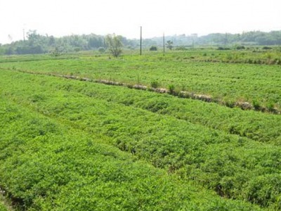 艾草會(huì)開花結(jié)籽嗎