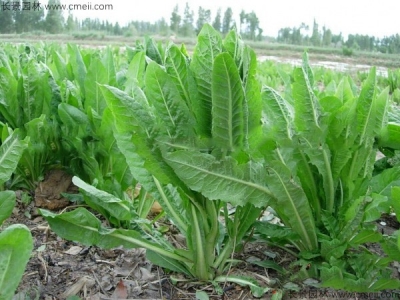 牧草菊苣什么時(shí)間種