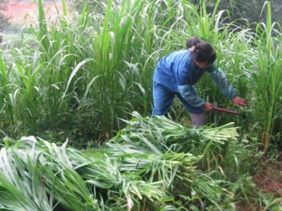 皇竹草多高可以收割