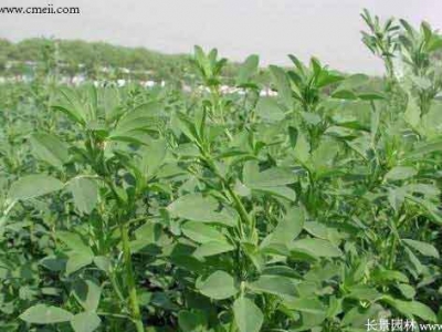 多年生牧草再生特點