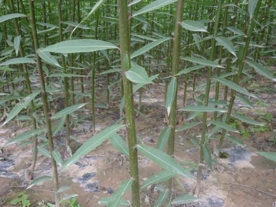 6月份可以種柳樹(shù)嗎