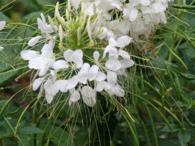 醉蝶花有毒嗎