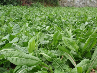 草魚(yú)吃菊苣嗎