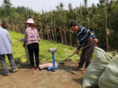 佛甲草什么時(shí)候播種