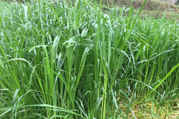 高羊茅和黑麥草區(qū)別