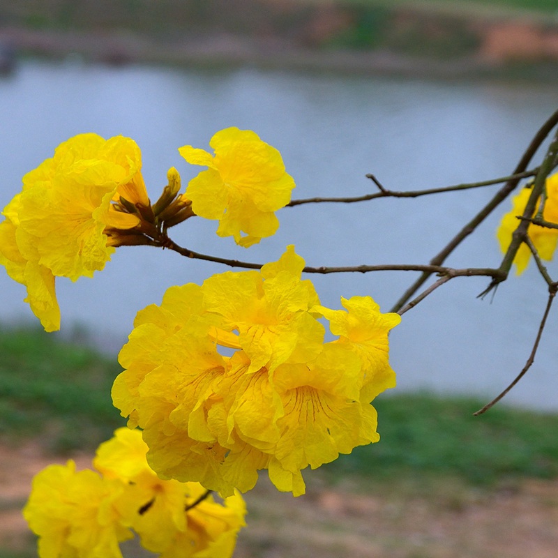 風(fēng)鈴花的花語是什么，風(fēng)鈴花如何養(yǎng)護(hù)