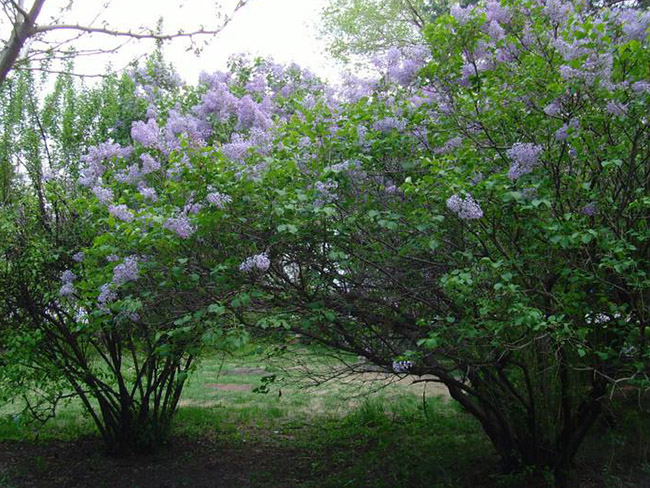 丁香花