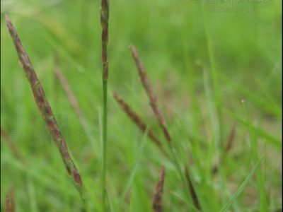 天鵝絨草坪的優(yōu)缺點(diǎn)