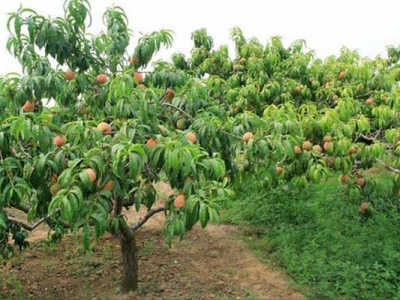 福建可以種植桃子嗎？