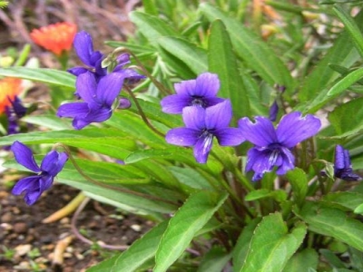 紫花地丁夏天開花嗎？