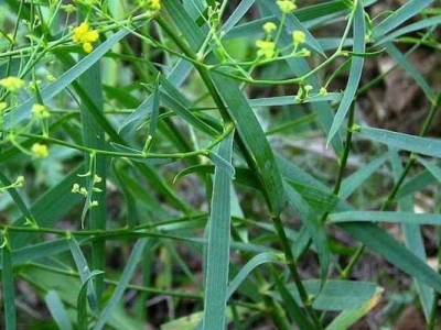 柴胡是七月份種植嗎?